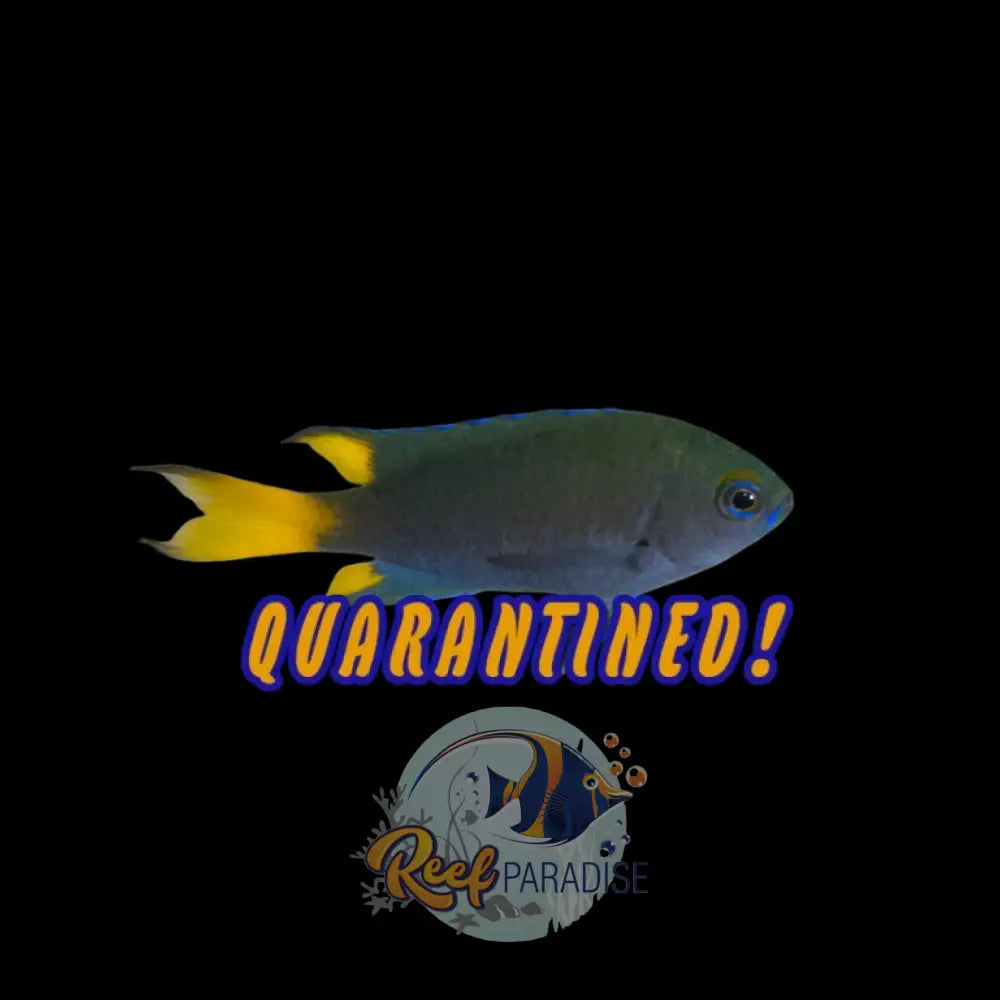 Red sea Yellowtail Chromis *RARE*