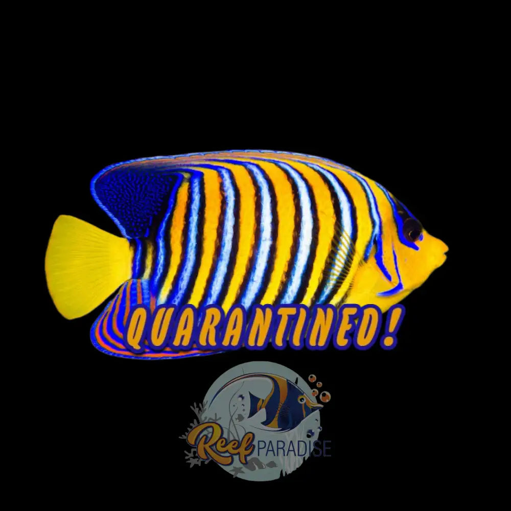 Regal Angelfish Adult White Belly