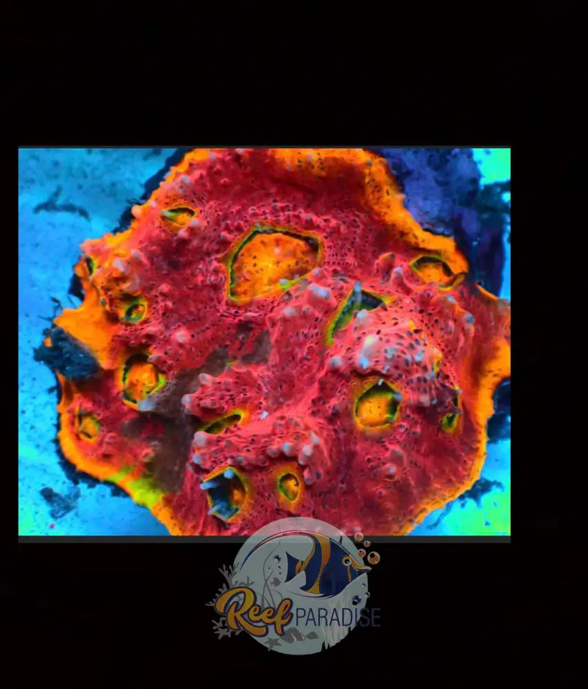 Rp Rainbow Fusion Chalice Frag