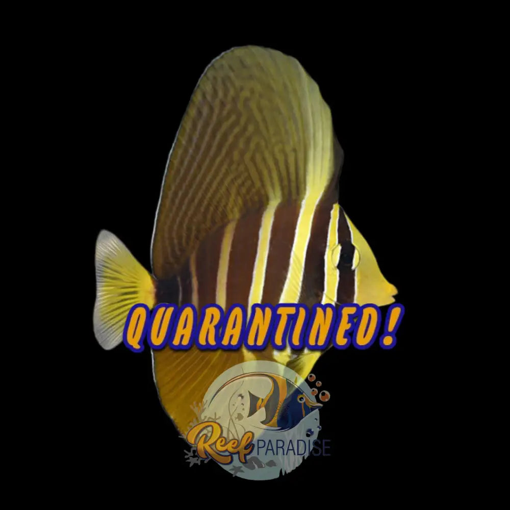 Sailfin Tang (Juv)