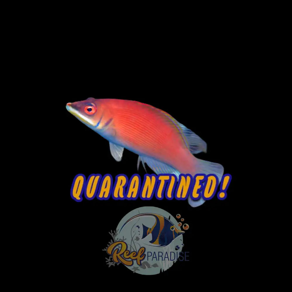 Scarlet Pinstripe wrasse