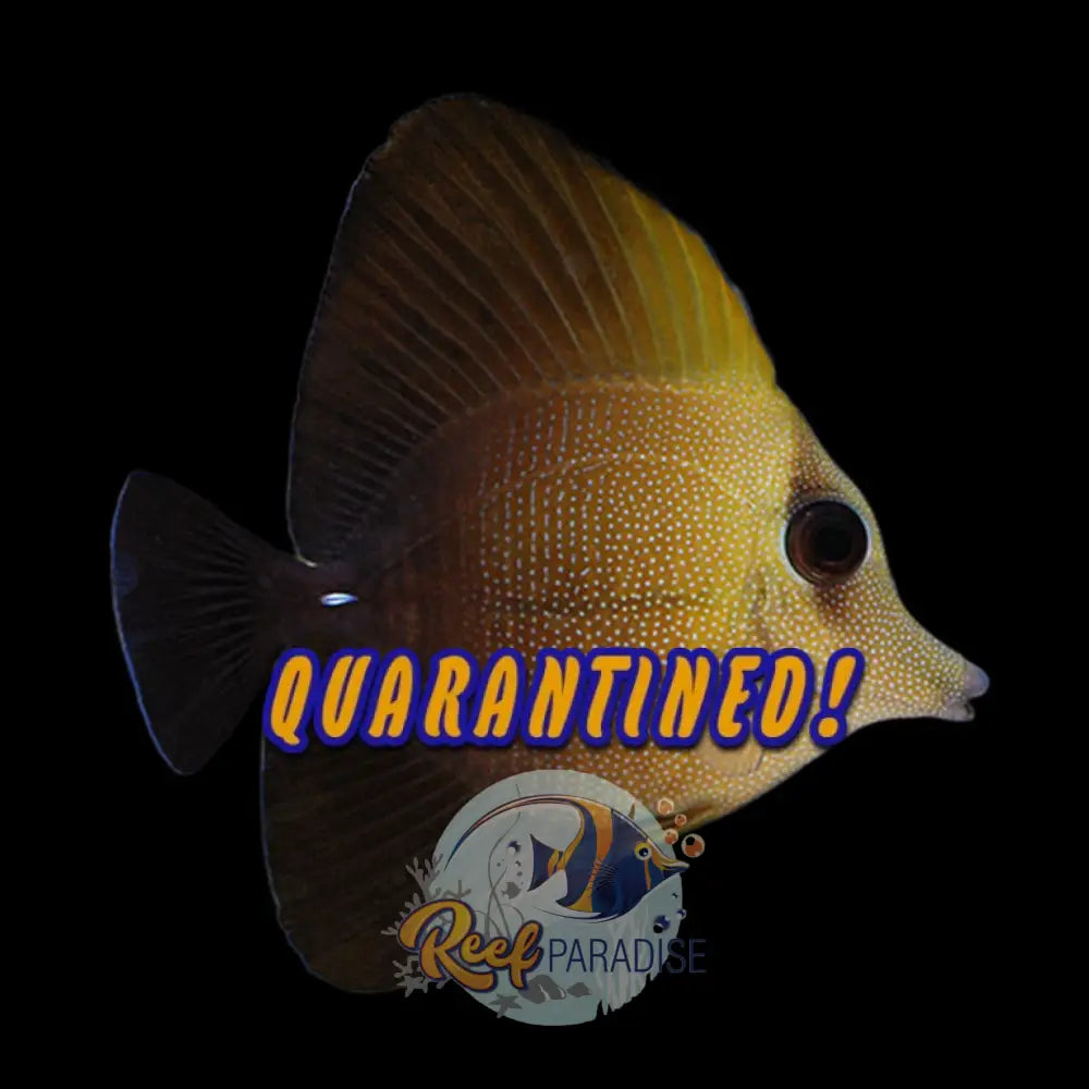 Scopas Tang (Medium)