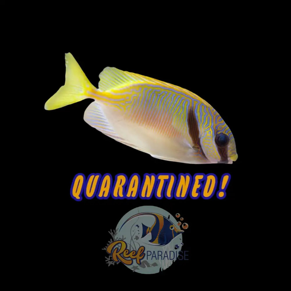 Scribbled Rabbitfish