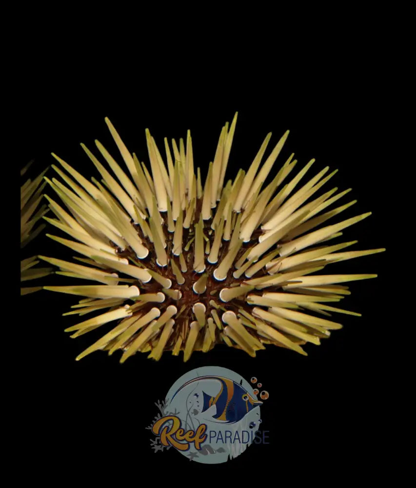 Shortspine Urchin