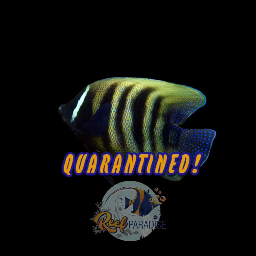 Sixbar Angel Extra Large