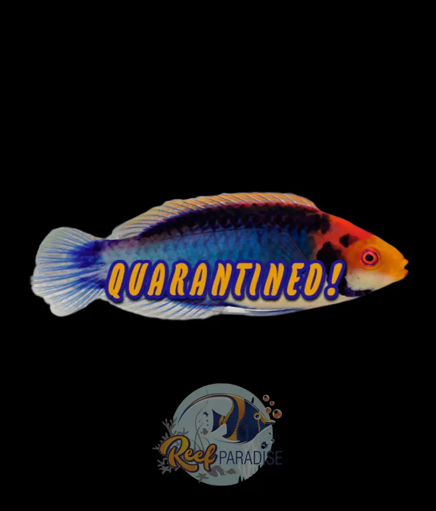 Solar Fairy Wrasse