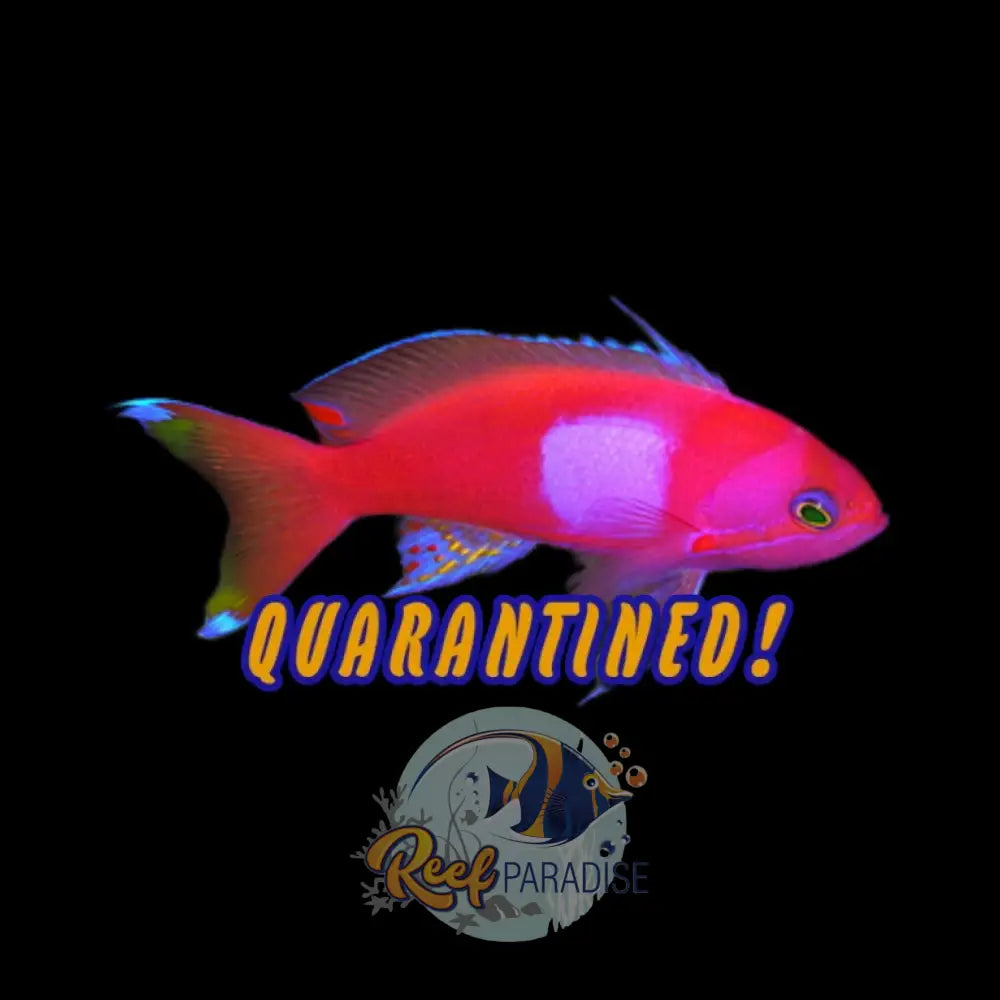 Square Spot Anthias Pair