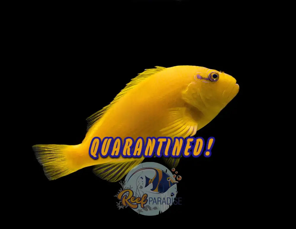 Tahitian Golden Hawkfish *RARE* Tank Conditioned