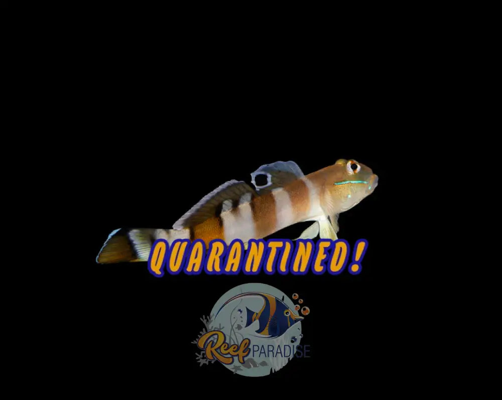 Tiger Shrimp Goby