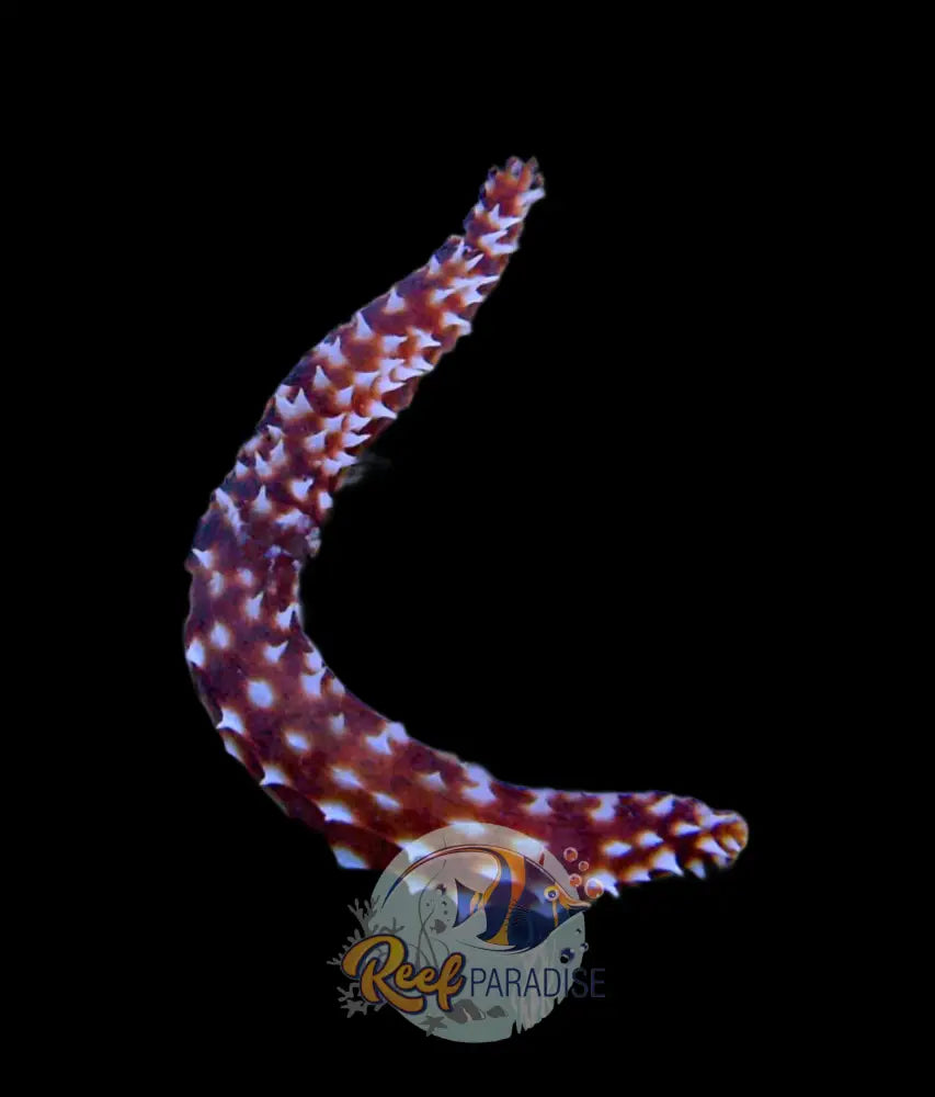 Tiger Tail Sea Cucumber
