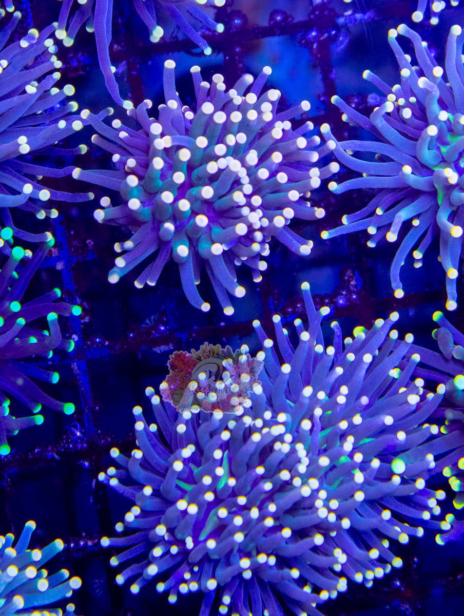 Yellow Tip Joker Torch