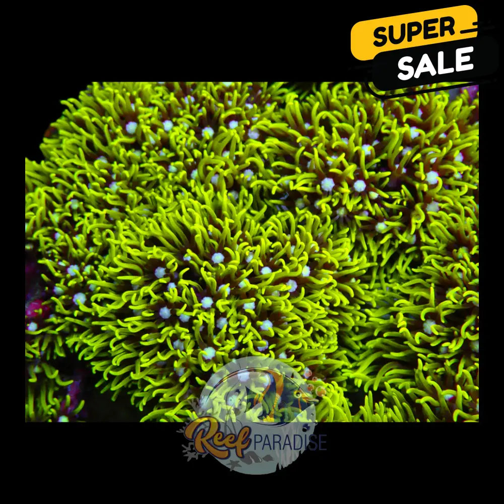 Ultra Neon Green Star Polyp