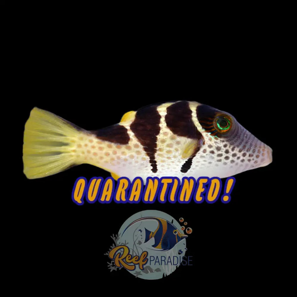 Valentini Puffer Fish