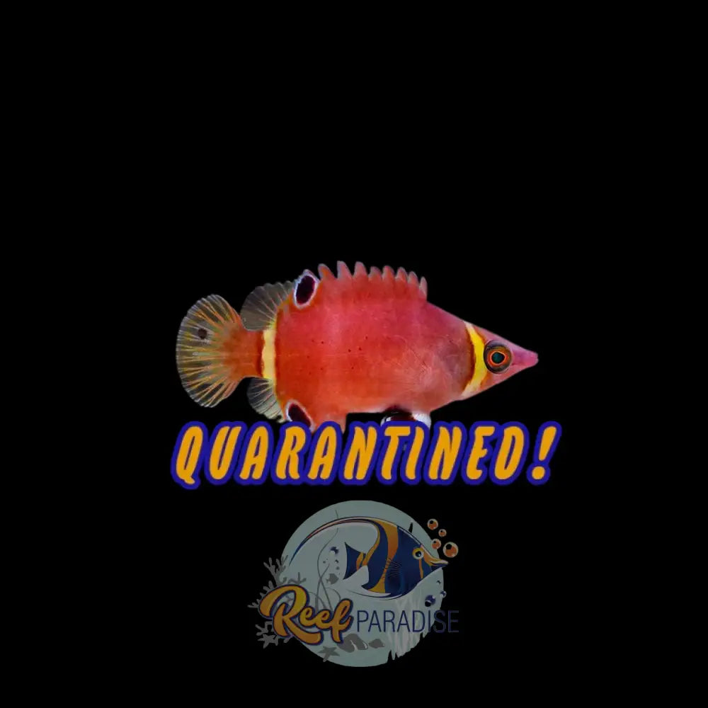 Yellow Banded Possum Wrasse