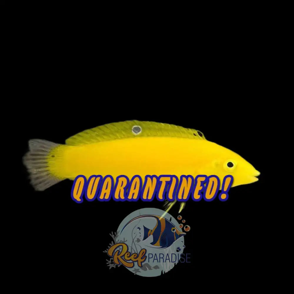 Yellow Coris Wrasse Md