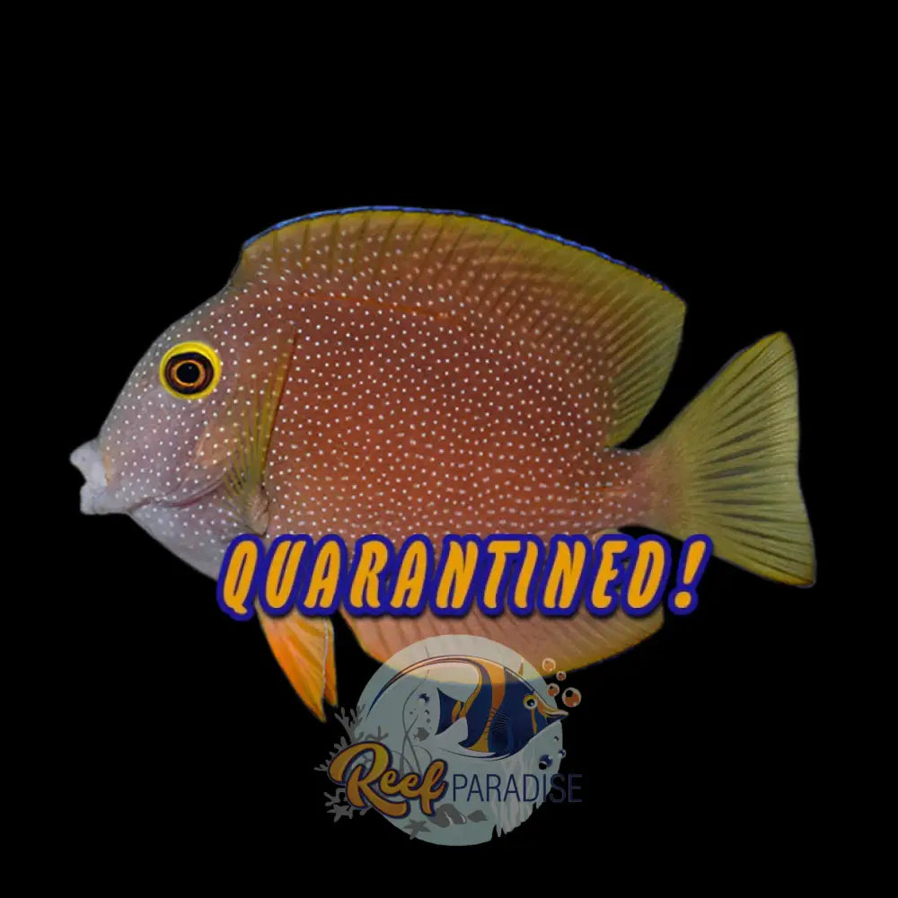 Yellow Eye Kole Tang (Africa) Juv