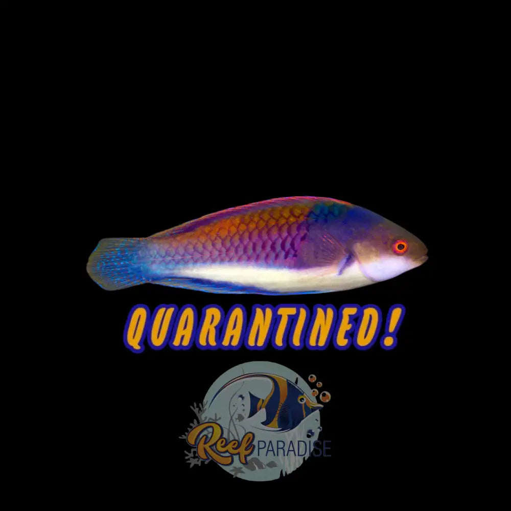 Yellow Flanked Fairy Wrasse