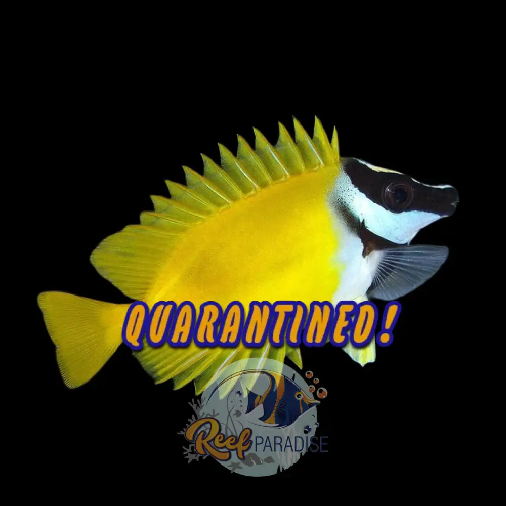 Yellow Foxface (Medium)