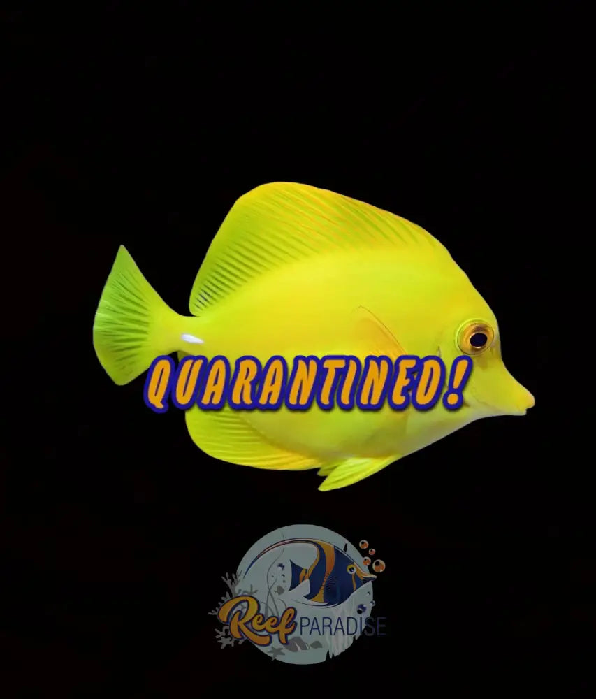Yellow Tang Wild Caught
