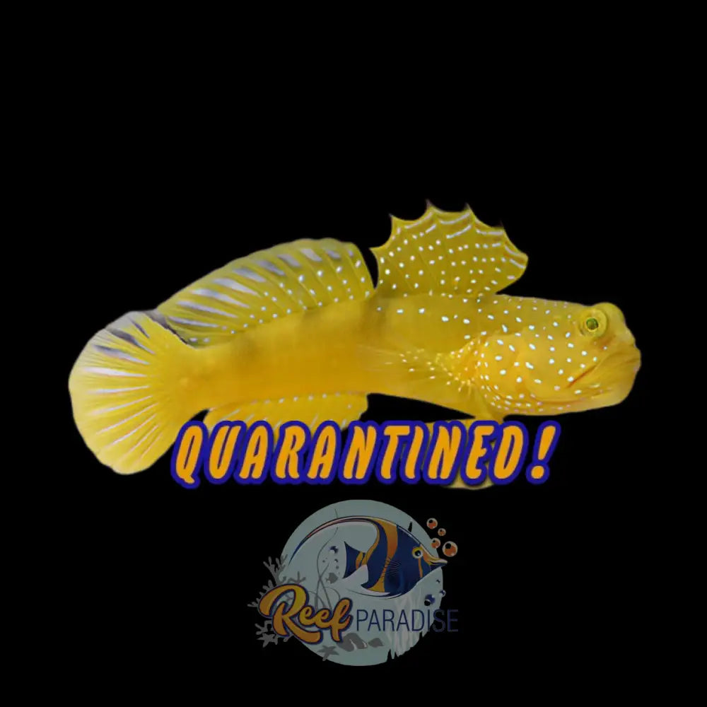 Yellow Watchman Goby