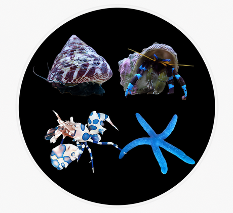 All Inverts