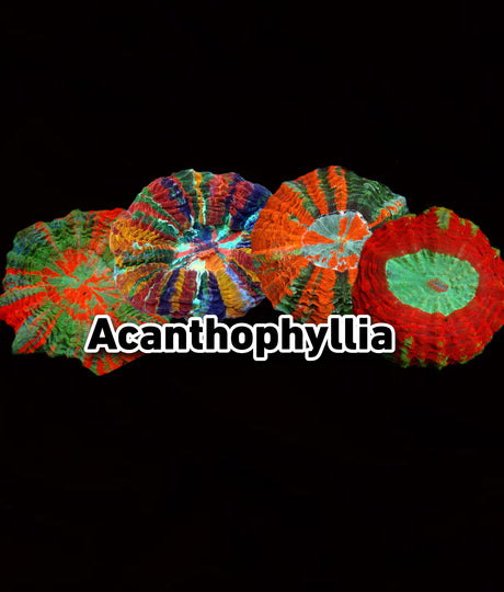 Acanthophyllia