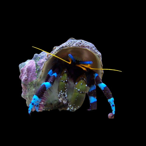 Crabs