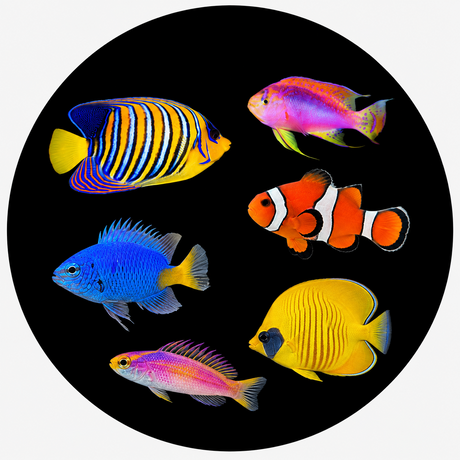 All Fish