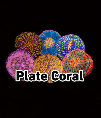 Plate Coral