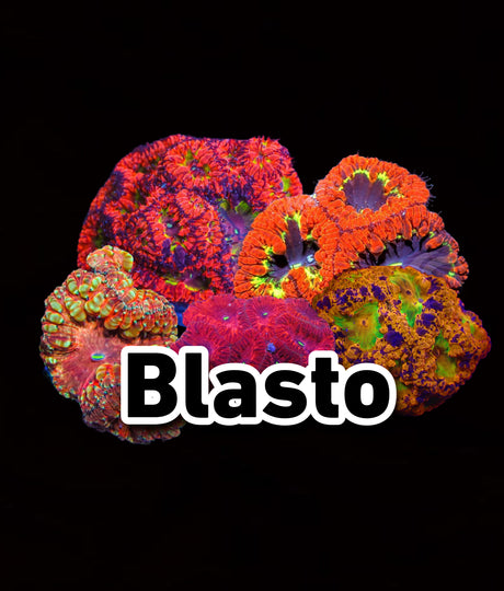 Blasto
