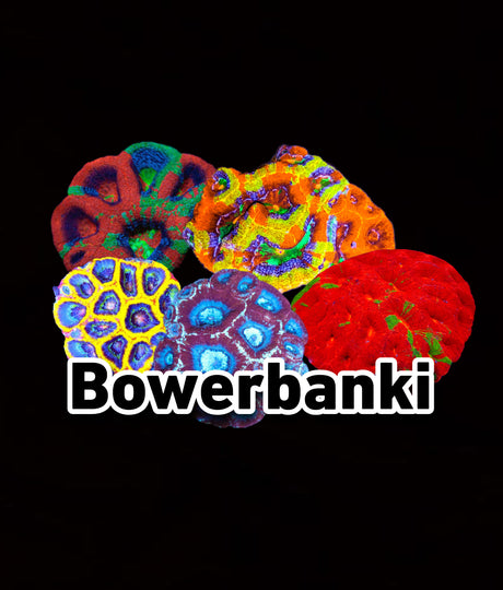 Bowerbanki