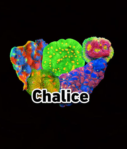 Chalice