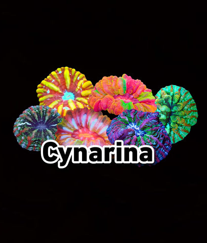 Cynarina