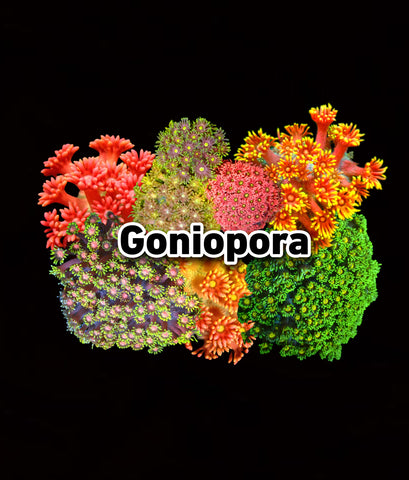Goniopora