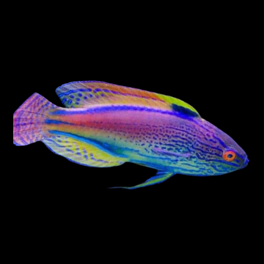Saltwater Fish – Reef Paradise
