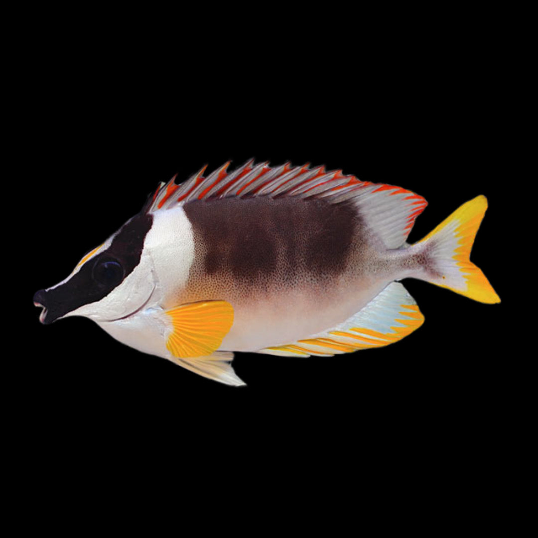 Rabbitfish – Reef Paradise