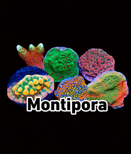 Montipora