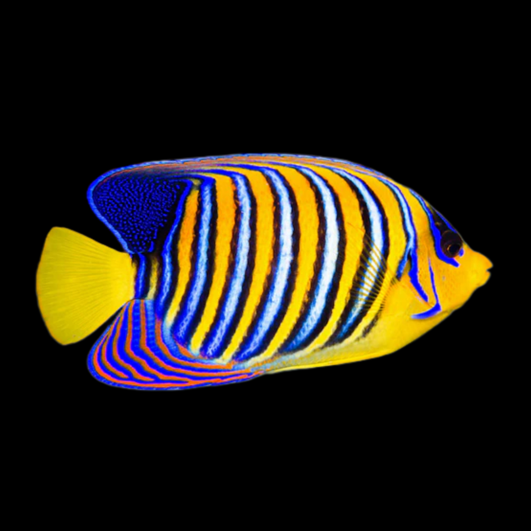 Saltwater Fish – Reef Paradise
