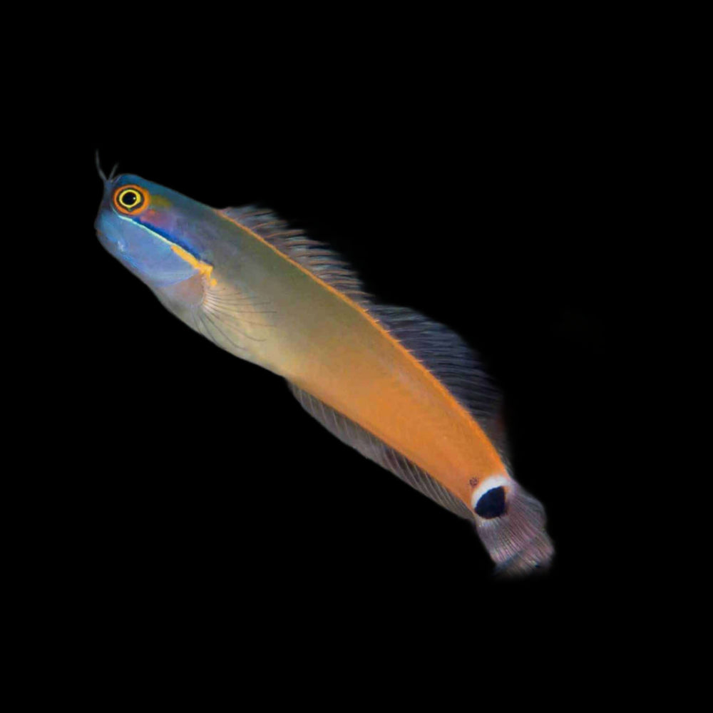 Saltwater Fish – Reef Paradise