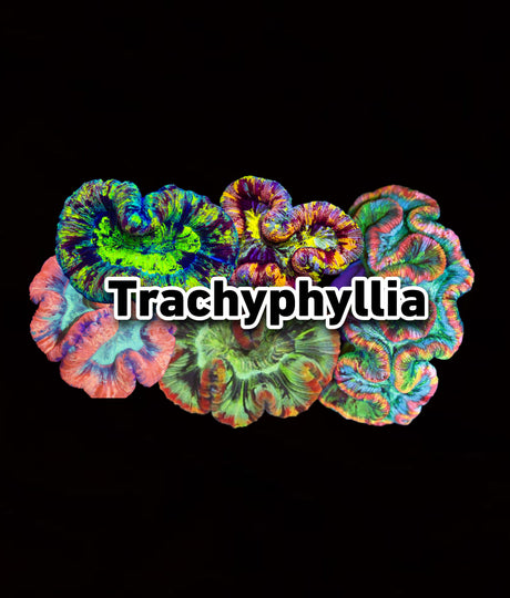 Trachyphyllia