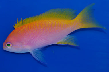 Bimac Anthias Female