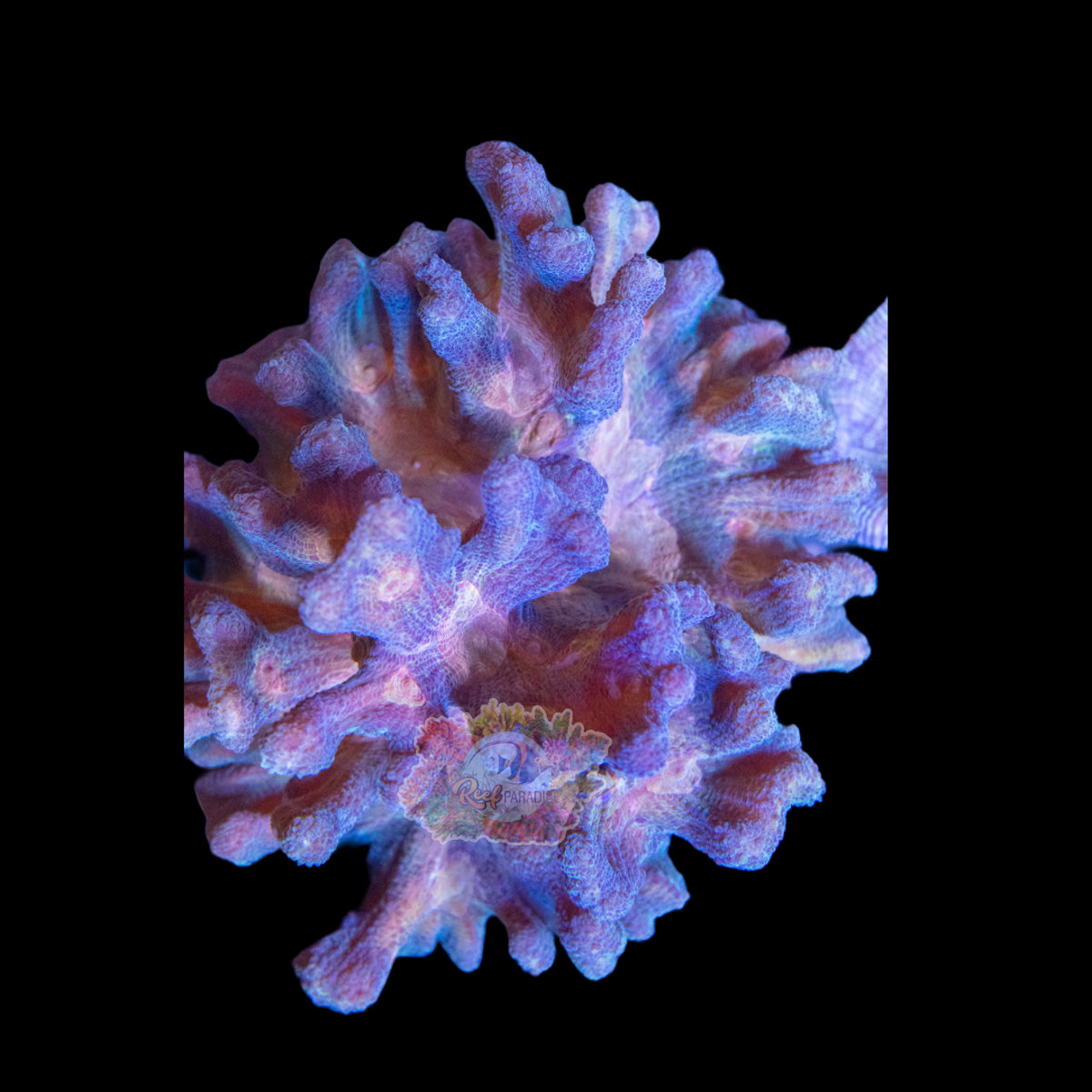 Wysiwyg Coral A199 Ultra Pectinia XL