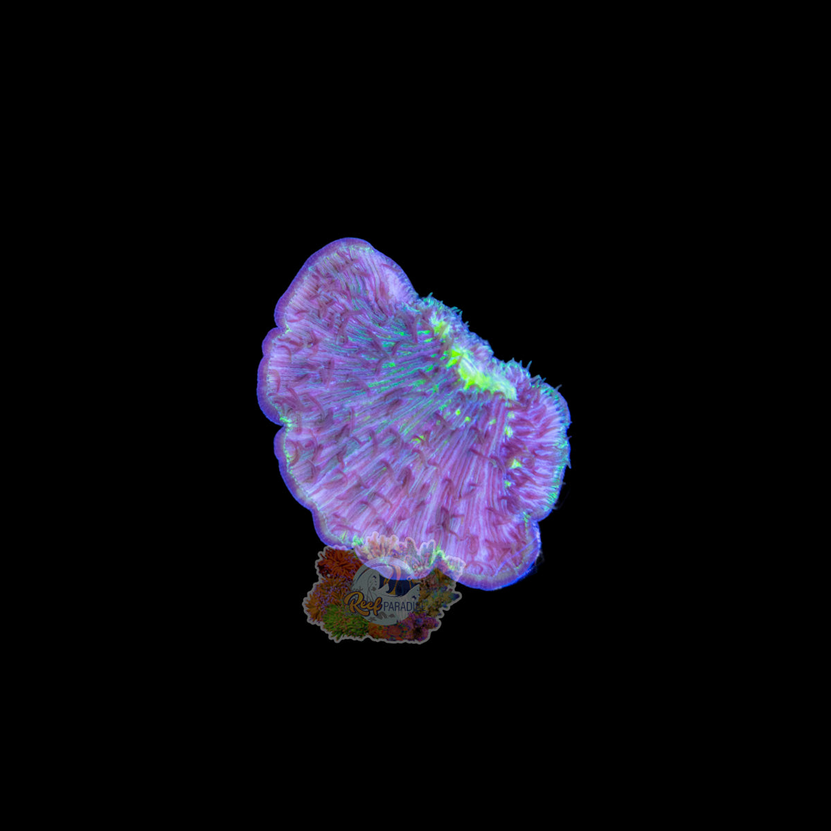 Wysiwyg Coral A201 Plate Coral