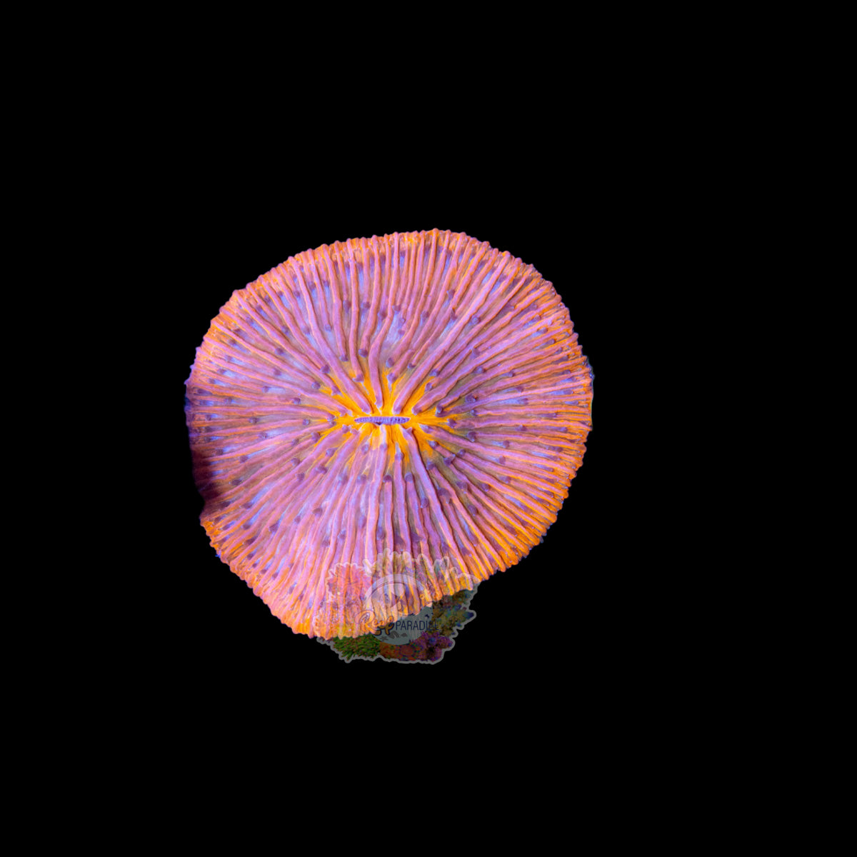 Wysiwyg Coral A209 Ultra Plate Coral