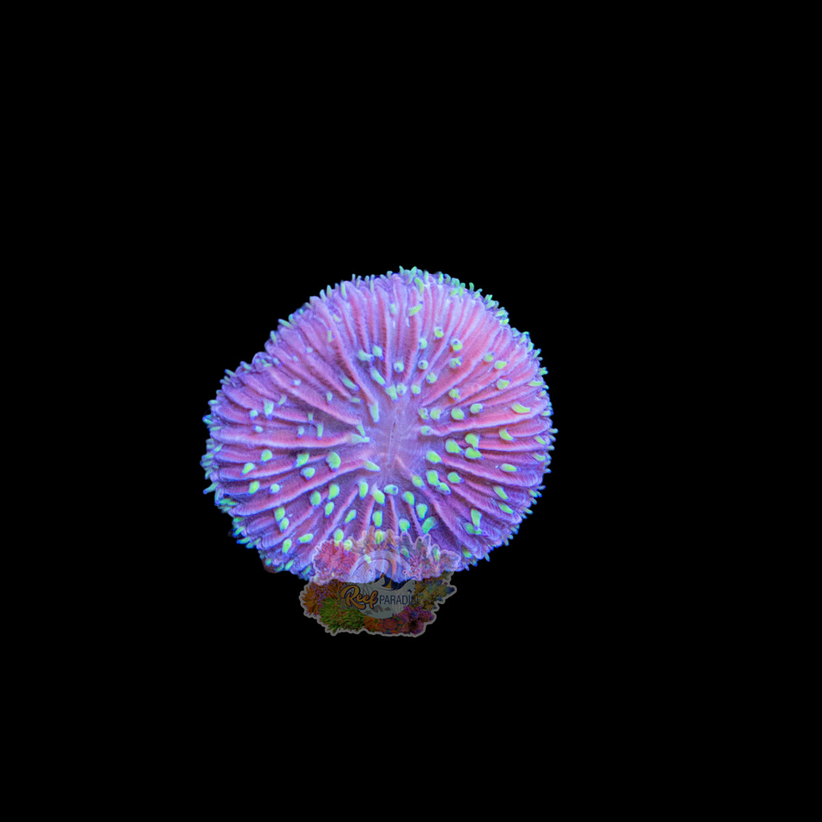 Wysiwyg Coral A212 Ultra Plate coral