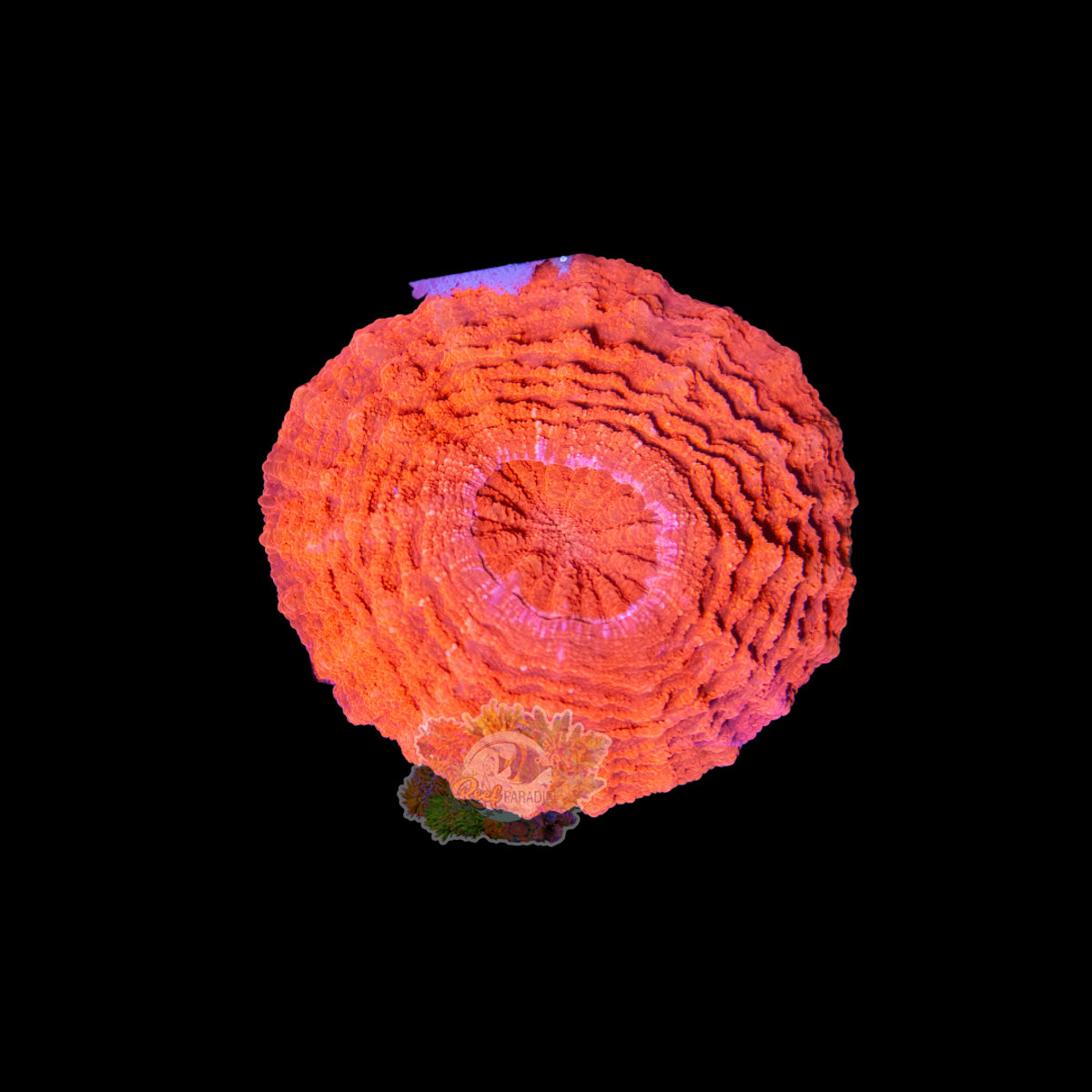 Wysiwyg Coral A217 Ultra Red Acantho