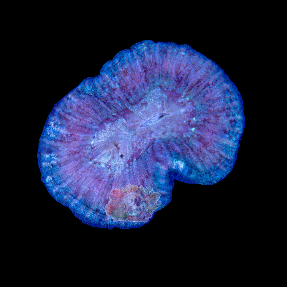 Wysiwyg Coral A94 ultra trachy