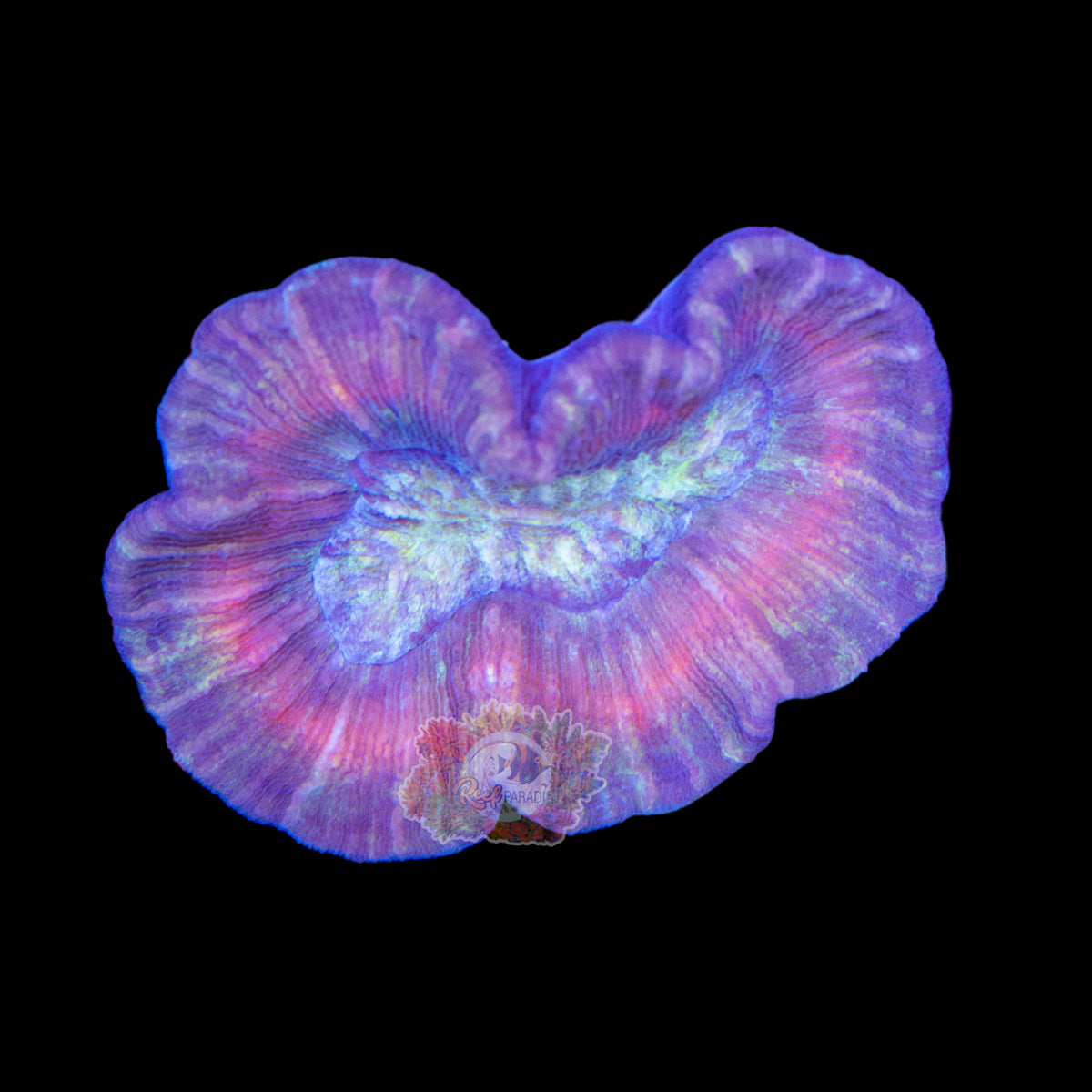 Wysiwyg Coral A100 ultra trachy