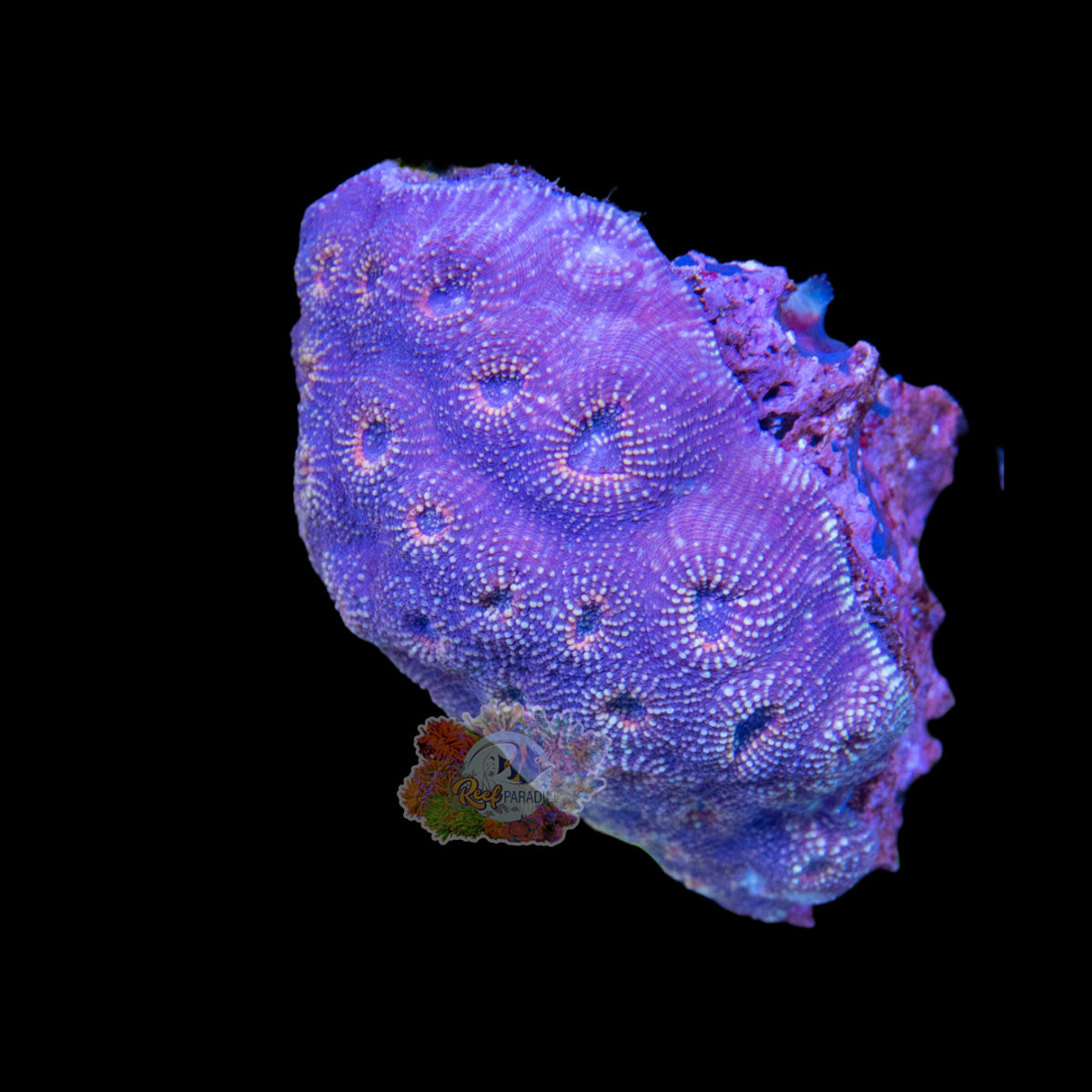 Wysiwyg Coral A101 acan echinata