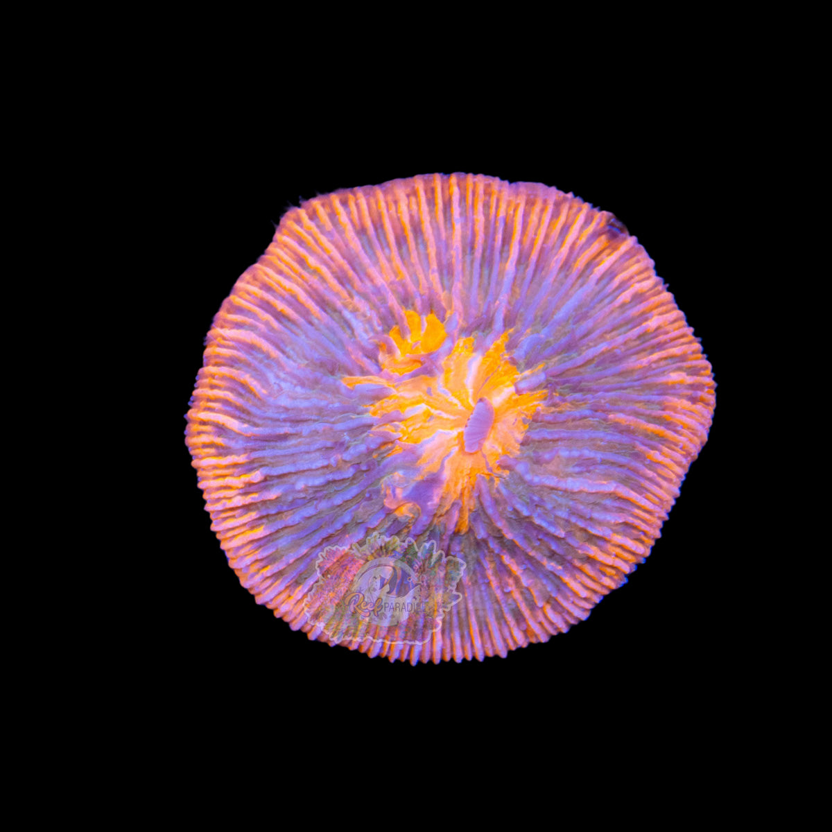 Wysiwyg Coral A102 fungia